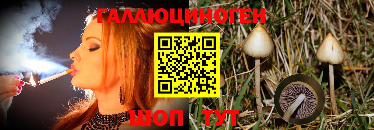 Псилоцибиновые грибы Cubensis Кировск